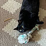 animal, black_cat, carpet, cat, curious, domestic_cat, ears, eyes, floor, fur, household, indoor, laying_down, mammal, pet, playful, relaxed, rope_toy, toy, whiskers