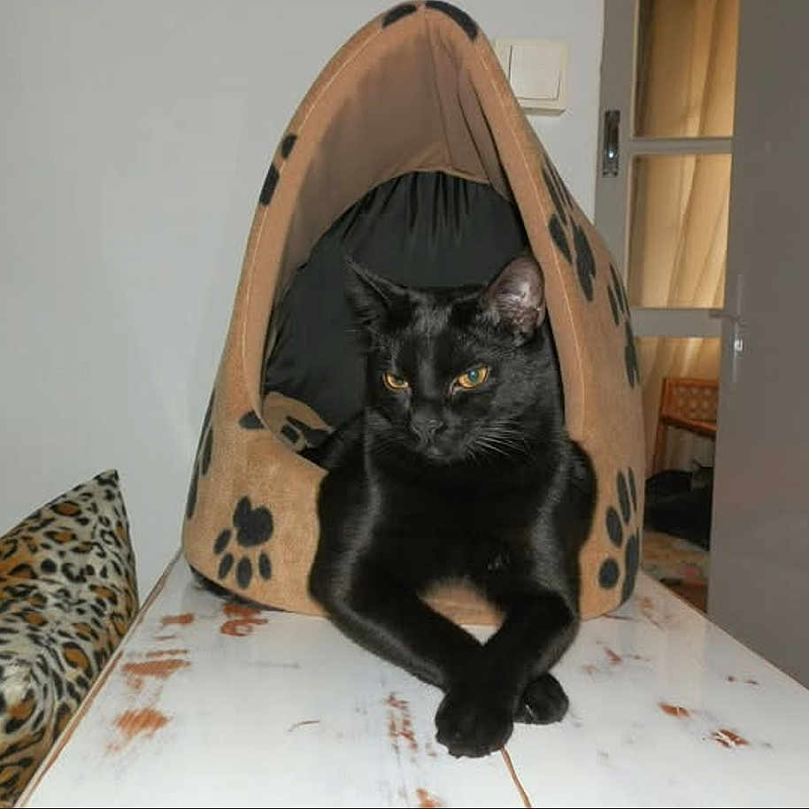 Baboite participe au concours pour gagner de l'argent avec cette photo : black_cat, cat, cat_bed, cozy, crossed_paws, cute, domestic, feline, fur, household, indoor, leopard_print_cushion, paw_print_pattern, pet, portrait, relaxed, sitting, table, whiskers, yellow_eyes