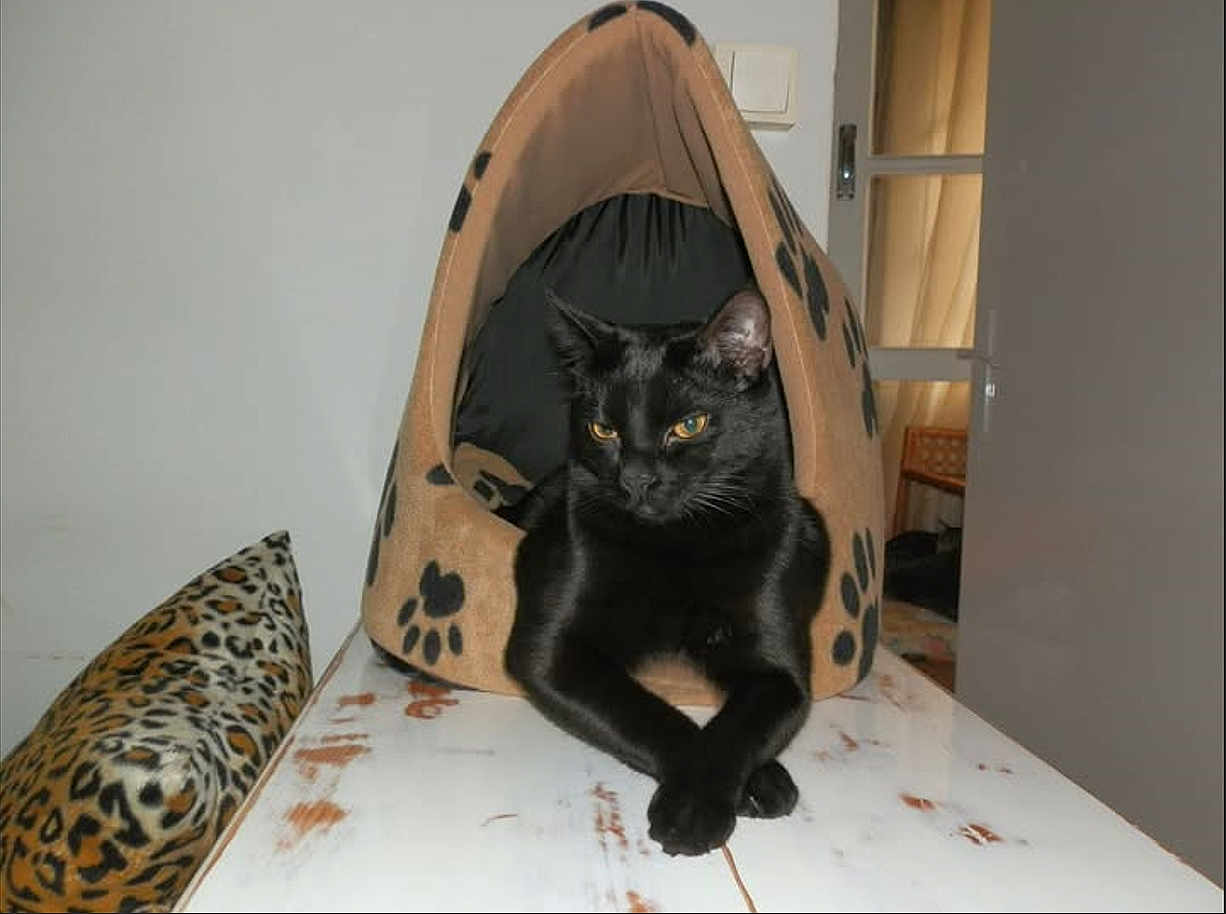 Baboite participe au concours pour gagner de l'argent avec cette photo : cat, black_cat, feline, pet, crossed_paws, cat_bed, paw_print_pattern, leopard_print_cushion, table, indoor, portrait, yellow_eyes, whiskers, cozy, household, fur, sitting, relaxed, domestic, cute