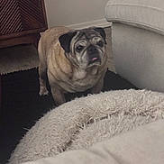 Chip joined the competition — help win amazing prizes! animal, blanket, carpet, companion, couch, cozy, cute, dog, domestic, floor, fur, furniture, home, indoor, living_room, mammal, pet, pug, small_dog, tongue