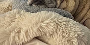 Chip joined the competition — help win amazing prizes! animal, bed, blanket, comfort, cozy, cute, dog, fabric, fur, indoor, living_room, pet, pillow, pug, relaxed, resting, sleepy, soft, television, wrinkles