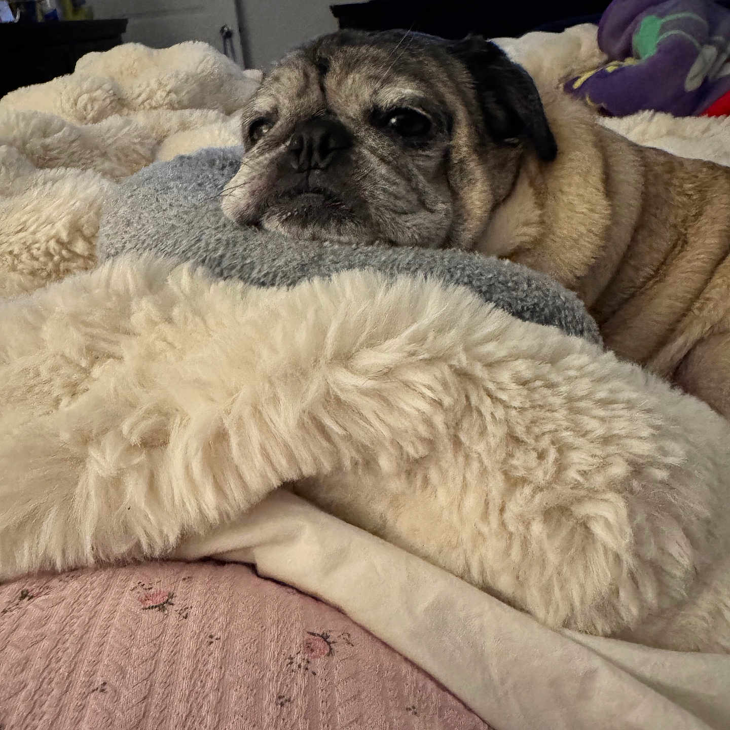 Chip joined the competition — help win amazing prizes! animal, bed, blanket, comfort, cozy, cute, dog, fabric, fur, indoor, living_room, pet, pillow, pug, relaxed, resting, sleepy, soft, television, wrinkles