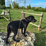 Aïko participe au concours pour gagner de l'argent avec cette photo : animal, black_dog, canine, daylight, dog, fence, field, grass, greenery, leash, nature, outdoor, park, pet, rock, scenery, sky, sunlight, tree, walk
