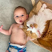 Aali is registered to the contest to win money with this photo: baby, infant, cat, orange_cat, white_cat, fluffy_cat, paper_bag, diaper, bare_chest, lying_down, blue_diaper, soft_surface, pet, animal, child, cute, companionship, indoor, relaxed, curious
