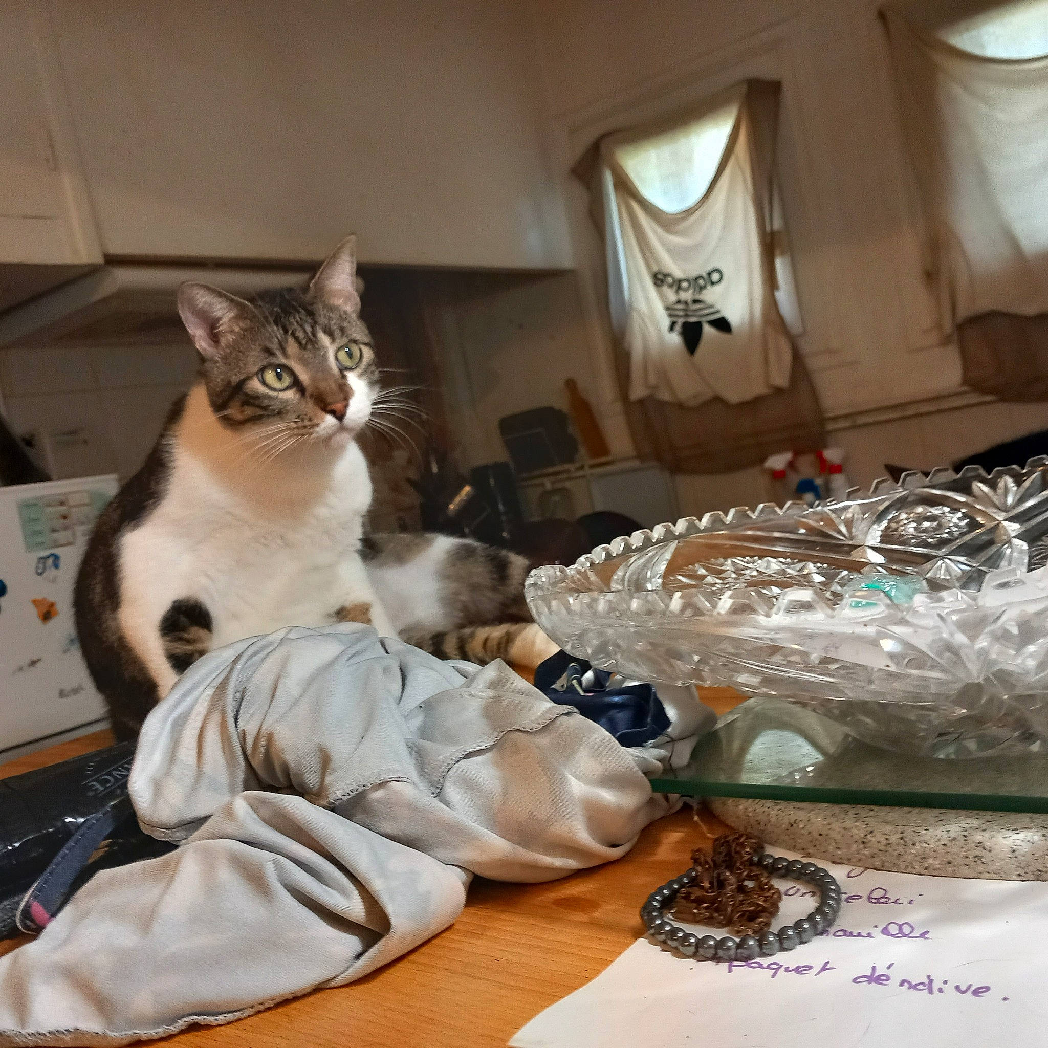 Rhubarbe participe au concours pour gagner de l'argent avec cette photo : bed_sheet, bedding, box, carnivore, cat, comfort, curtain, domestic_short_haired_cat, event, felidae, flooring, fur, linens, paw, pet_supply, room, sitting, small_to_medium_sized_cats, whiskers, window