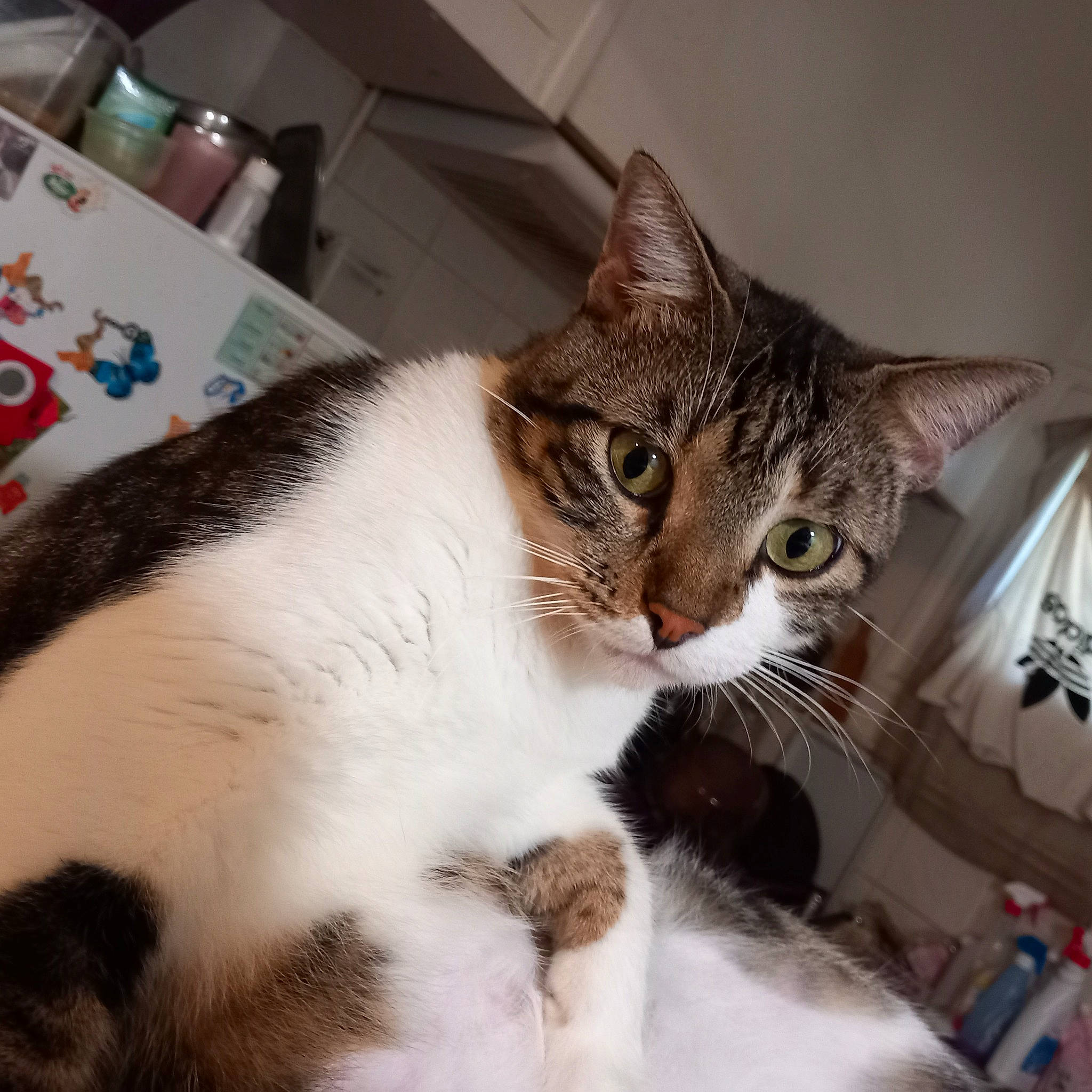 Rhubarbe participe au concours pour gagner de l'argent avec cette photo : box, carnivore, cat, cat_supply, comfort, domestic_short_haired_cat, felidae, fur, paw, small_to_medium_sized_cats, snout, tail, terrestrial_animal, whiskers