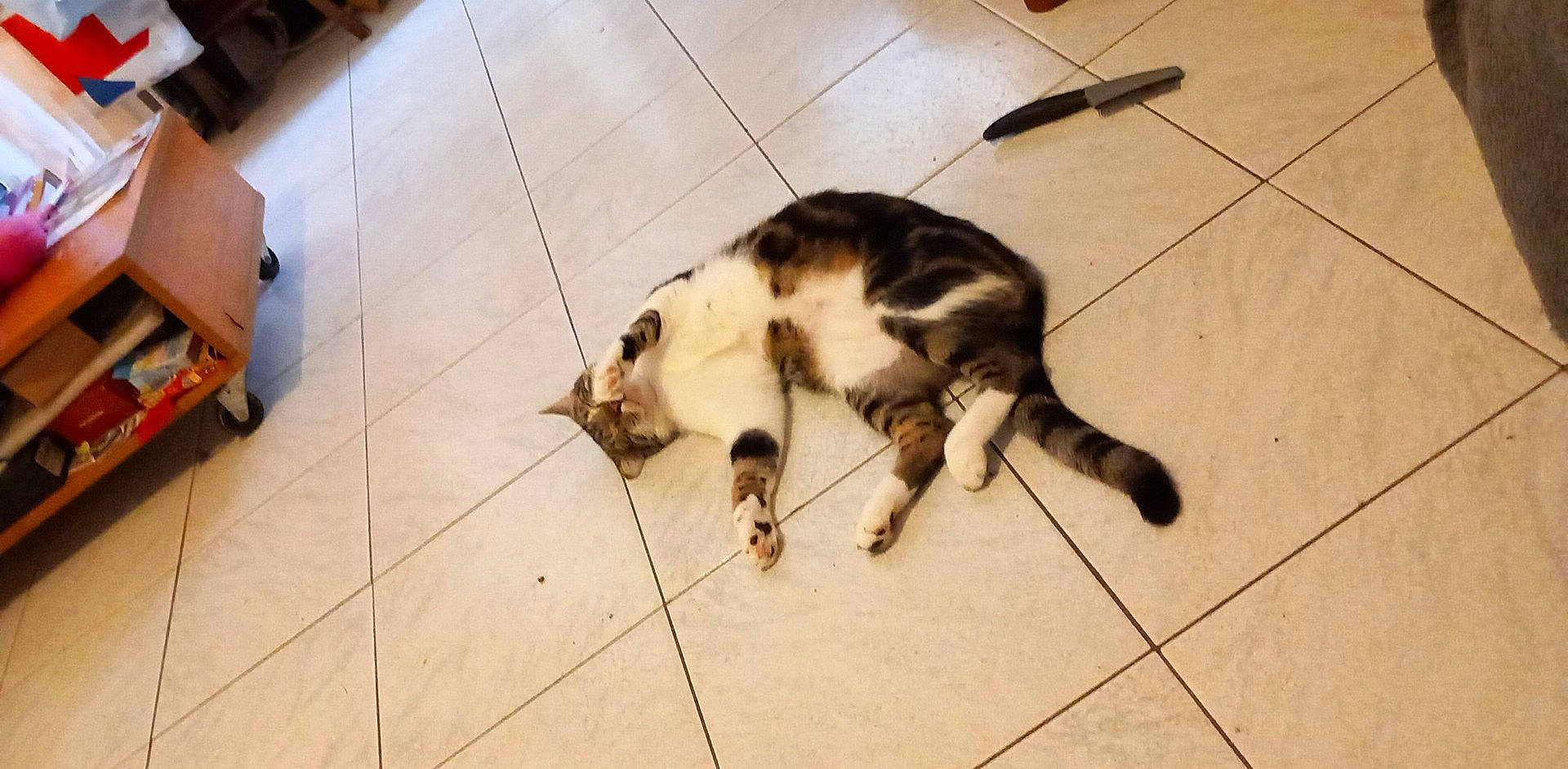 Rhubarbe a rejoint le concours — aidez-le/la à gagner de superbes lots ! carnivore, cat, claw, companion_dog, dog_breed, domestic_short_haired_cat, fawn, felidae, floor, flooring, fur, hardwood, paw, pet_supply, small_to_medium_sized_cats, snout, tail, whiskers, wood, wood_flooring