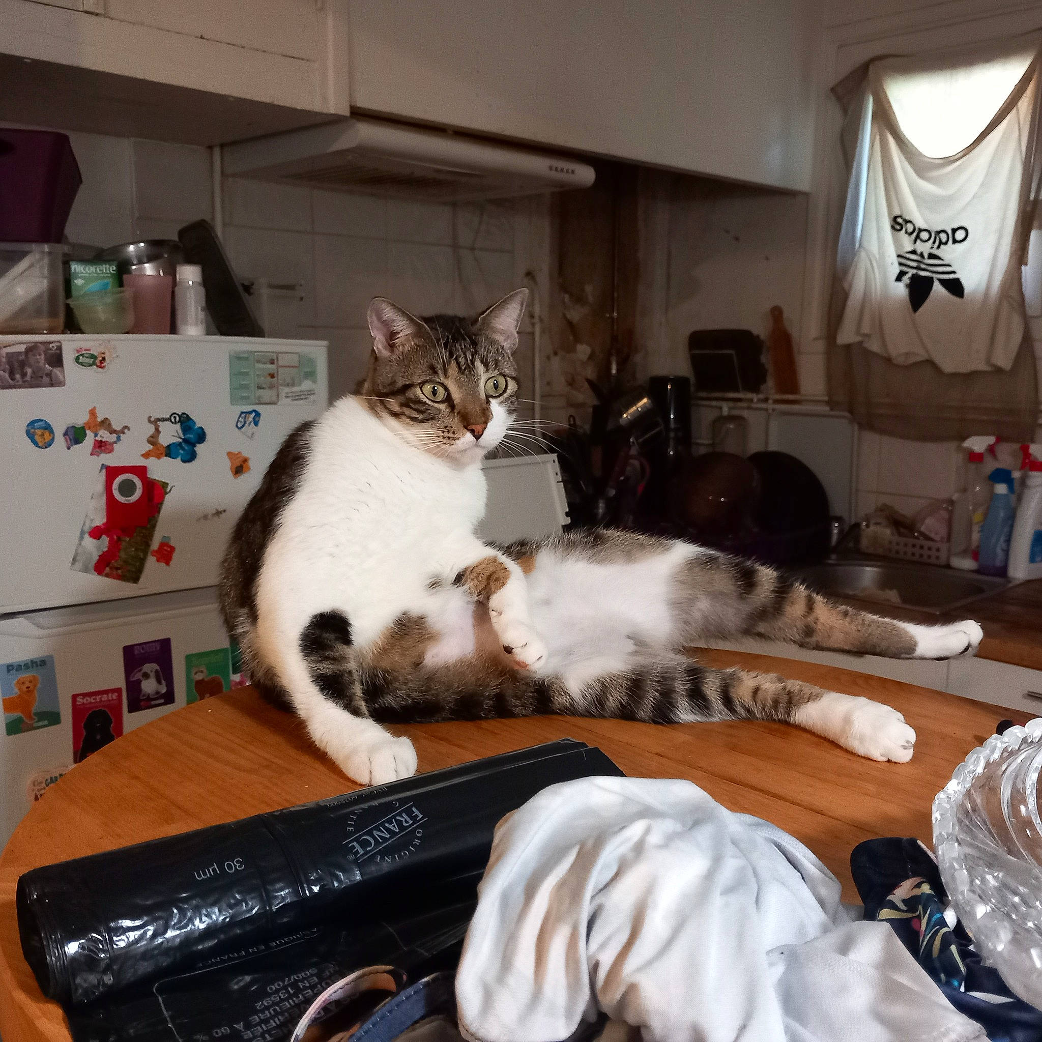 Rhubarbe participe au concours pour gagner de l'argent avec cette photo : box, carnivore, cat, comfort, domestic_short_haired_cat, felidae, fur, home_appliance, kitchen_appliance, linens, metal, paw, room, shipping_box, sitting, small_to_medium_sized_cats, table, tableware, tail, whiskers