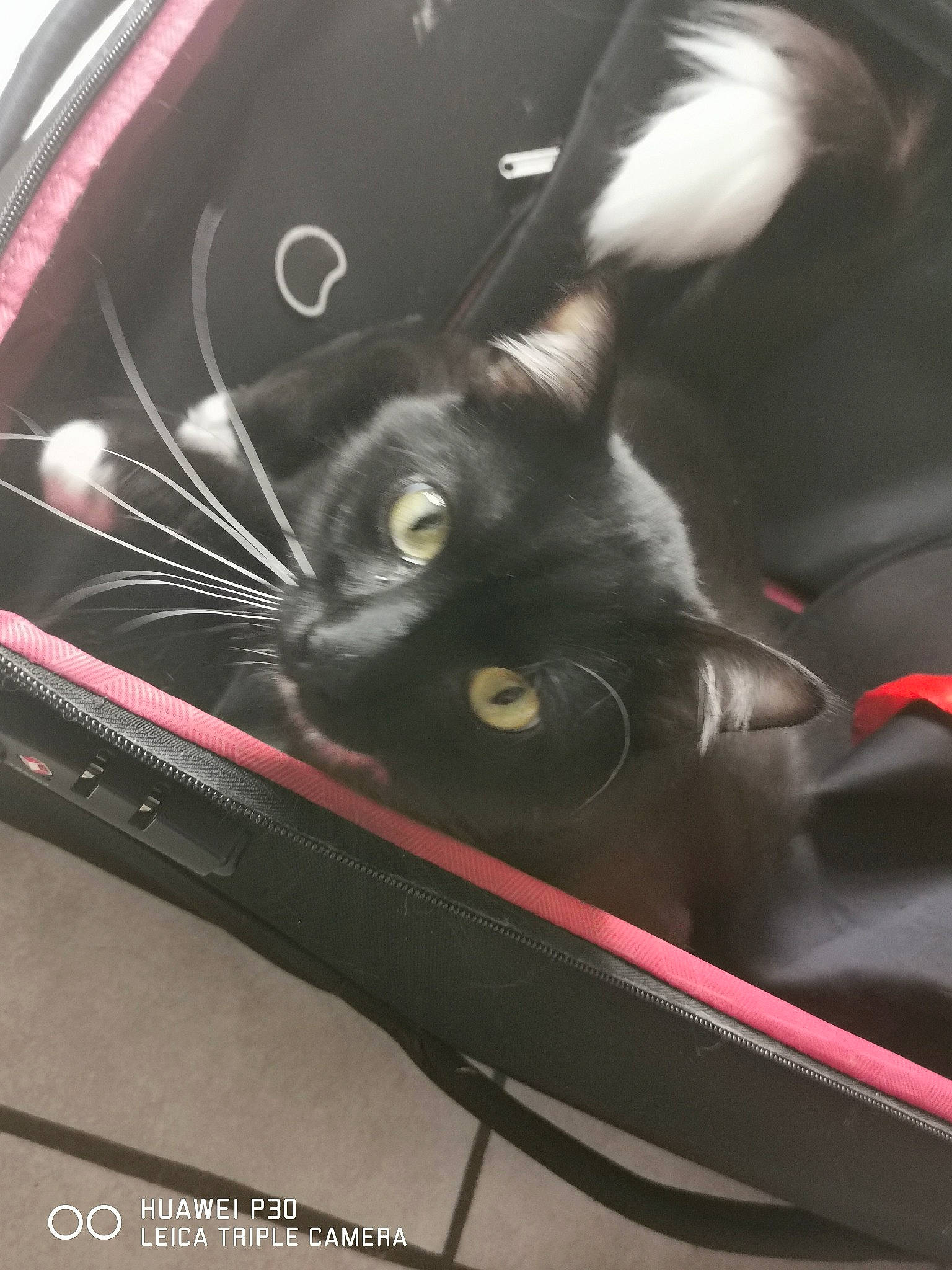 Shadow a rejoint le concours — aidez-le/la à gagner de superbes lots ! black_cat, car, carnivore, cat, domestic_short_haired_cat, felidae, kitten, small_to_medium_sized_cats, whiskers