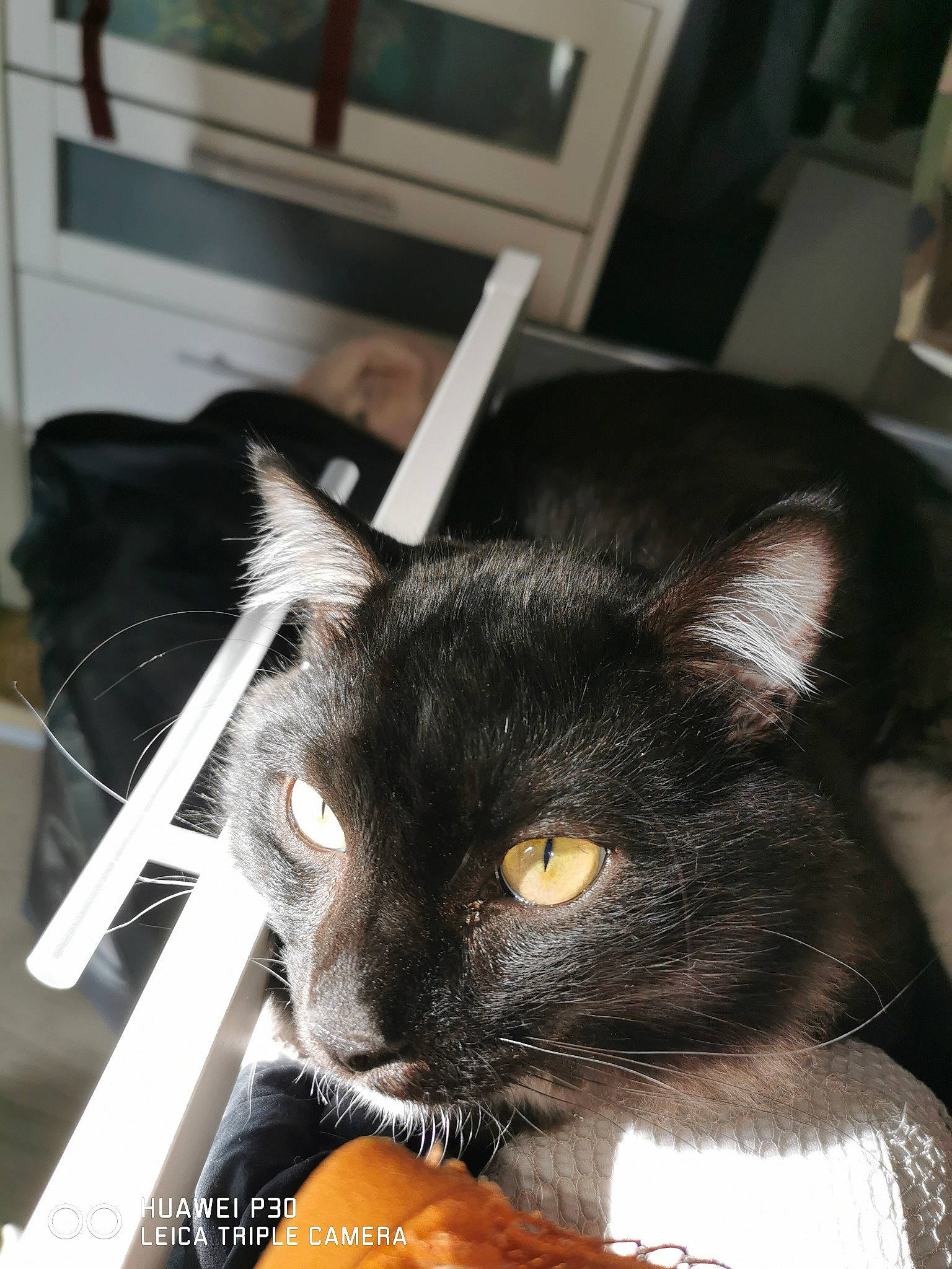 Shadow a rejoint le concours — aidez-le/la à gagner de superbes lots ! asian, black_cat, carnivore, cat, domestic_short_haired_cat, ear, felidae, kitten, mammal, small_to_medium_sized_cats, snout, whiskers