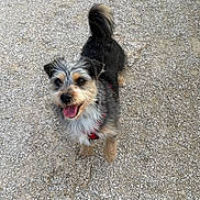 Timon a rejoint le concours — aidez-le/la à gagner de superbes lots ! dog, small_dog, happy, tongue_out, red_harness, scruffy_fur, outdoor, gravel, tail_up, pet, canine, smiling, looking_up, fur, animal, mammal, cute, playful, alert, friendly