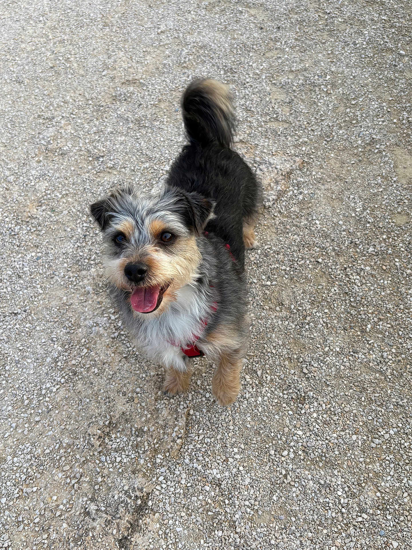 Timon a rejoint le concours — aidez-le/la à gagner de superbes lots ! dog, small_dog, happy, tongue_out, red_harness, scruffy_fur, outdoor, gravel, tail_up, pet, canine, smiling, looking_up, fur, animal, mammal, cute, playful, alert, friendly