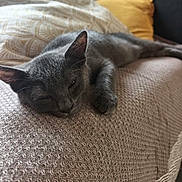 Crapule participe au concours pour gagner de l'argent avec cette photo : cat, closeup, comfortable, couch, cozy, ear, feline, fur, gray_cat, home, indoor, nap, paw, pet, pillows, relaxing, resting, sleeping, textured_fabric, whiskers