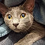 Crapule a rejoint le concours — aidez-le/la à gagner de superbes lots ! animal, blanket, cat, close_up, cozy, curious, cute, domestic_animal, eyes, feline, fur, gray_cat, indoor, mammal, paw, pet, portrait, soft, warm, whiskers