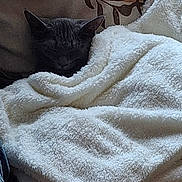 Crapule a rejoint le concours — aidez-le/la à gagner de superbes lots ! animal, blanket, cat, comfort, couch, cozy, cute, domestic, fur, furniture, home, indoor, nap, pattern, pet, relaxing, resting, sleeping, soft, warm