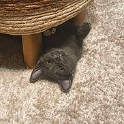 Crapule participe au concours pour gagner de l'argent avec cette photo : cat, kitten, gray_cat, upside_down, carpet, fluffy, indoor, furniture_leg, woven_basket, curious, playful, pet, animal, cute, young_cat, soft_texture, relaxed, looking_up, whiskers, ears