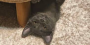 Crapule participe au concours pour gagner de l'argent avec cette photo : animal, carpet, cat, curious, cute, ears, fluffy, furniture_leg, gray_cat, indoor, kitten, looking_up, pet, playful, relaxed, soft_texture, upside_down, whiskers, woven_basket, young_cat