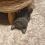cat, kitten, gray_cat, upside_down, carpet, fluffy, indoor, furniture_leg, woven_basket, curious, playful, pet, animal, cute, young_cat, soft_texture, relaxed, looking_up, whiskers, ears