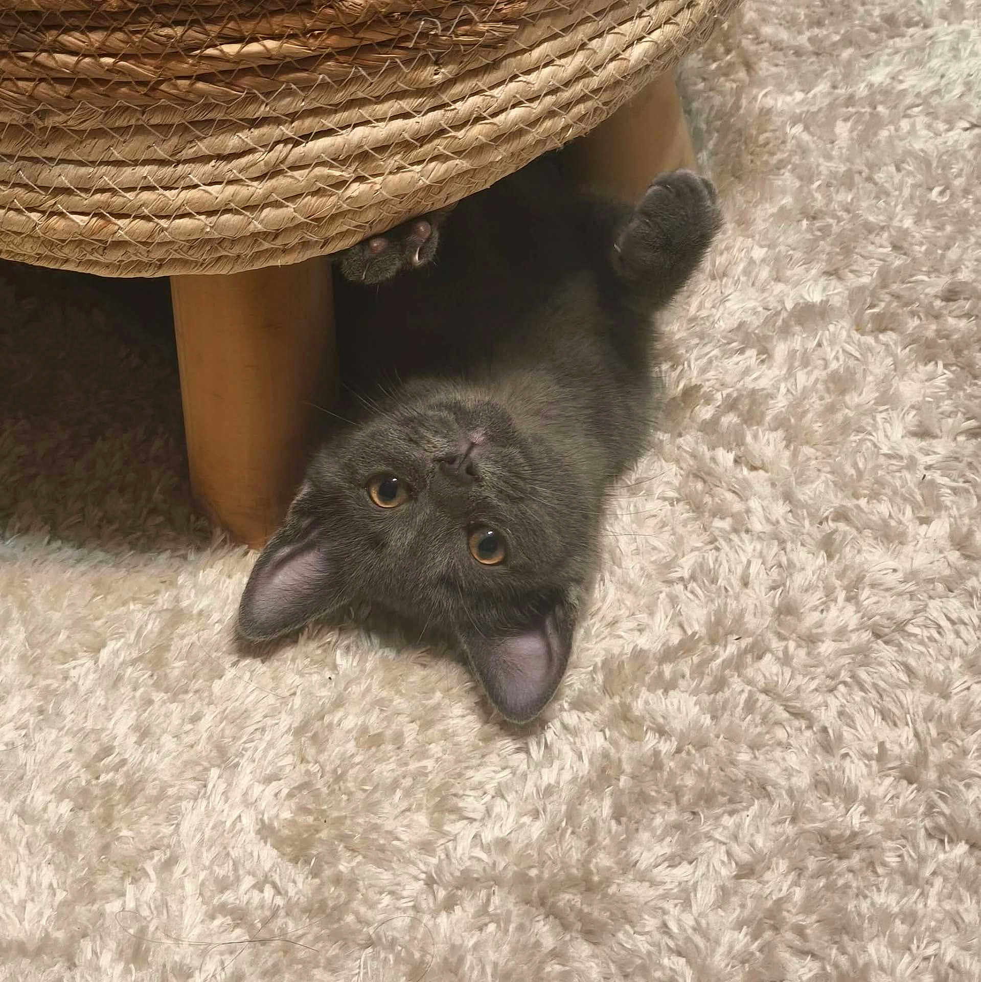 Crapule participe au concours pour gagner de l'argent avec cette photo : cat, kitten, gray_cat, upside_down, carpet, fluffy, indoor, furniture_leg, woven_basket, curious, playful, pet, animal, cute, young_cat, soft_texture, relaxed, looking_up, whiskers, ears