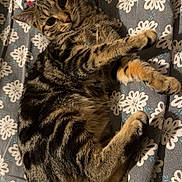 Bella participe au concours pour gagner de l'argent avec cette photo : bed, blanket, cat, cozy, cute, feline, fur, indoor, kitten, looking_at_camera, lying_down, patterned_bedding, paws, pet, portrait, relaxed, sleepy, stripes, tabby, whiskers