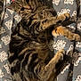 bed, blanket, cat, cozy, cute, feline, fur, indoor, kitten, looking_at_camera, lying_down, patterned_bedding, paws, pet, portrait, relaxed, sleepy, stripes, tabby, whiskers