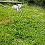 Sysko participe au concours pour gagner de l'argent avec cette photo : animal, calm, canine, daytime, dog, grass, greenery, leisure, nature, outdoor, peaceful, pet, relaxing, river, scenic, summer, trees, water, white_dog, wooden_dock
