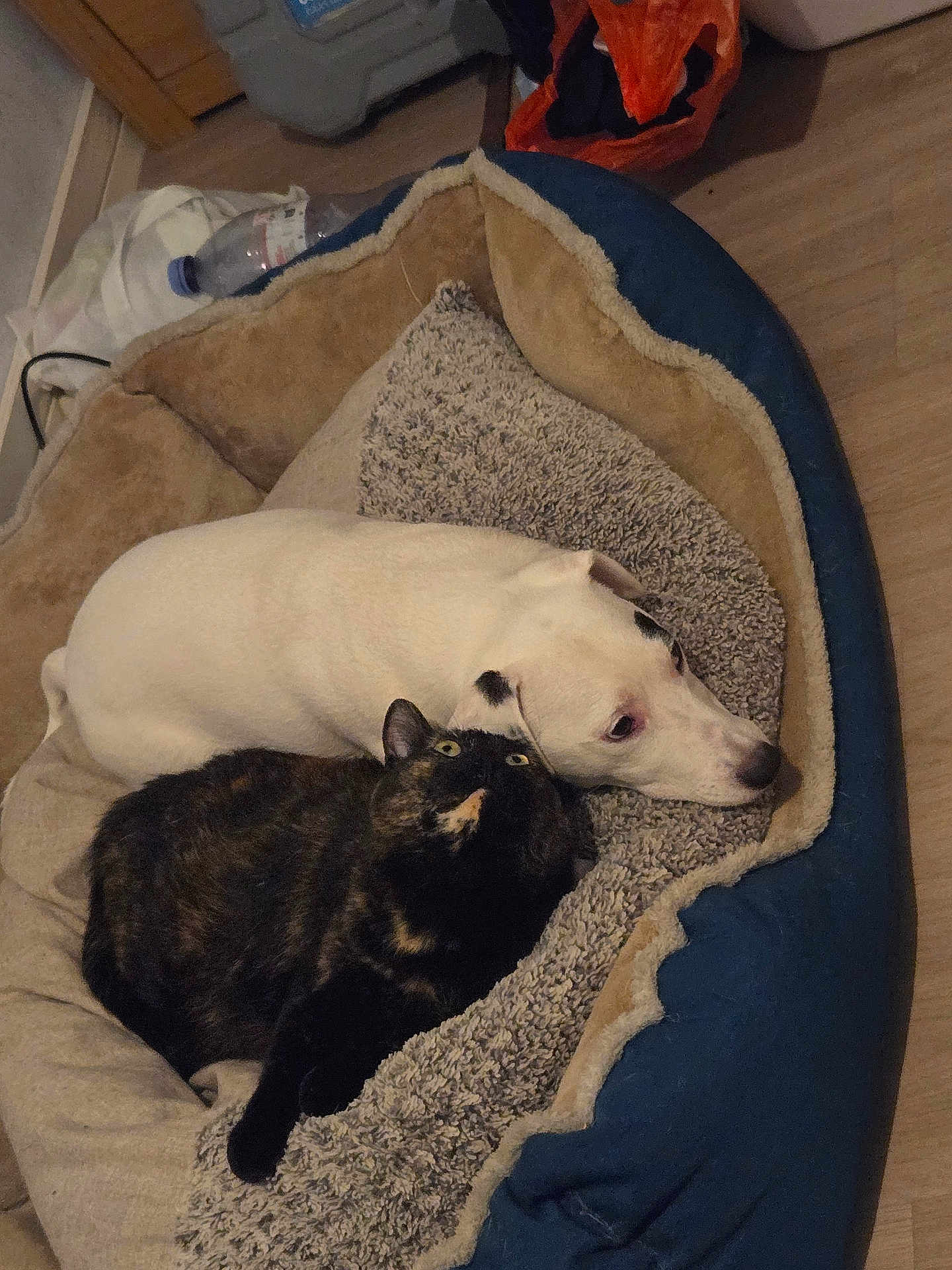 Sysko a rejoint le concours — aidez-le/la à gagner de superbes lots ! dog, cat, pet_bed, tortoiseshell_cat, white_dog, indoor, floor, cozy, snuggling, resting, animal, fur, curious, looking_up, home, wooden_floor, blanket, domestic, companion, relaxing