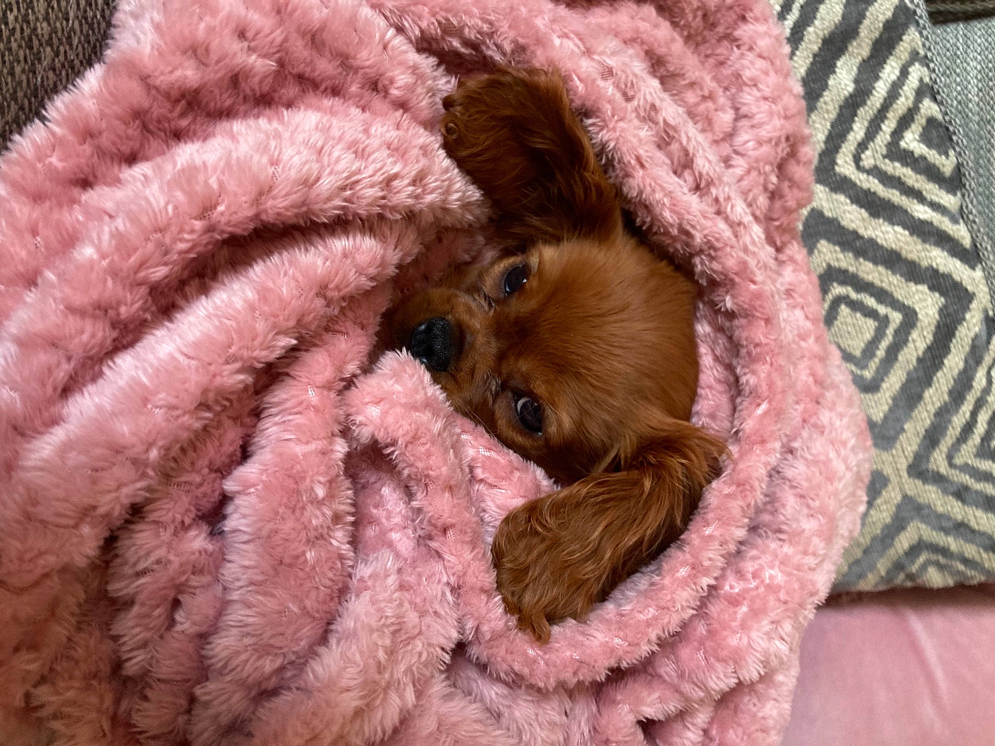 Ginge is registered to the contest to win money with this photo: carnivore, companion_dog, dog_breed, fawn, felidae, fur, linens, liver, magenta, pattern, pink, rodent, stuffed_toy, textile, toy, toy_dog, whiskers, wool, woolen, woven_fabric