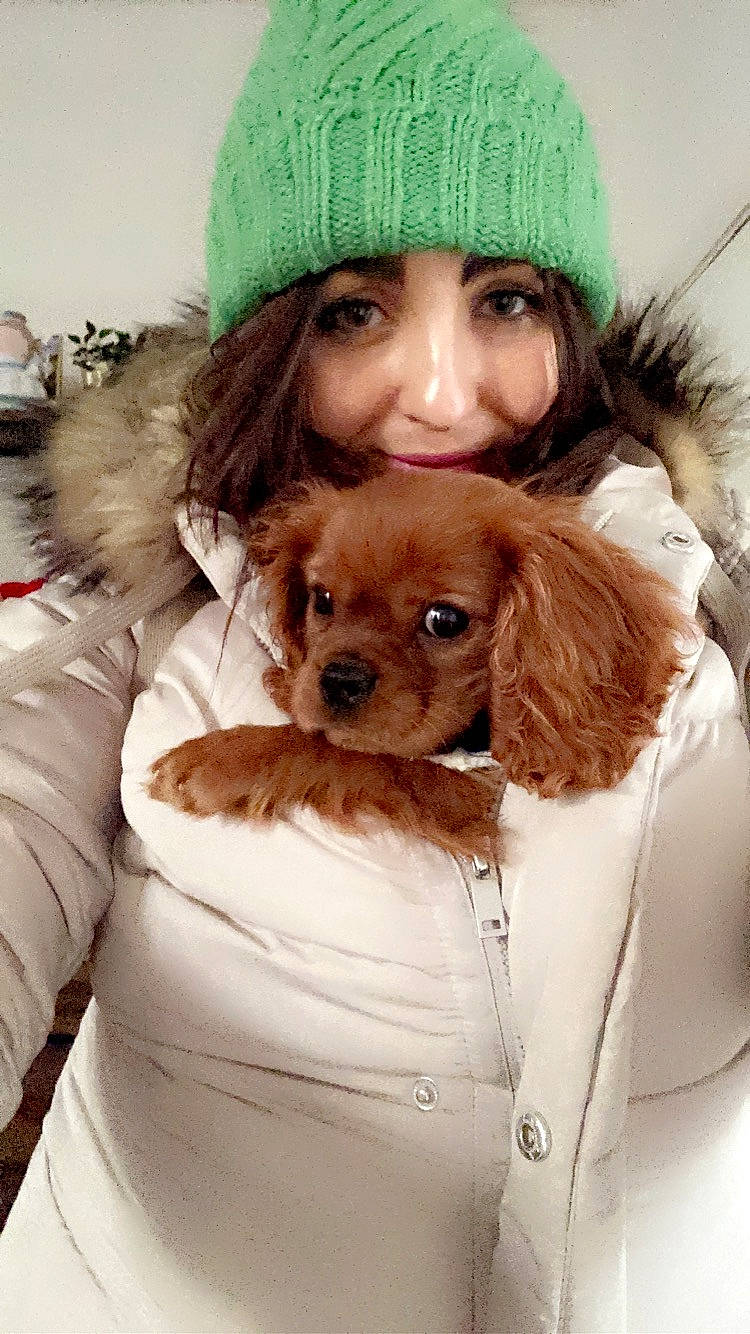 Ginge joined the competition — help win amazing prizes! bow_tie, brown, cap, carnivore, companion_dog, dog, dog_breed, fawn, fur, head, liver, mammal, outerwear, smile, snout, sporting_group, stuffed_toy, textile, toy, vertebrate