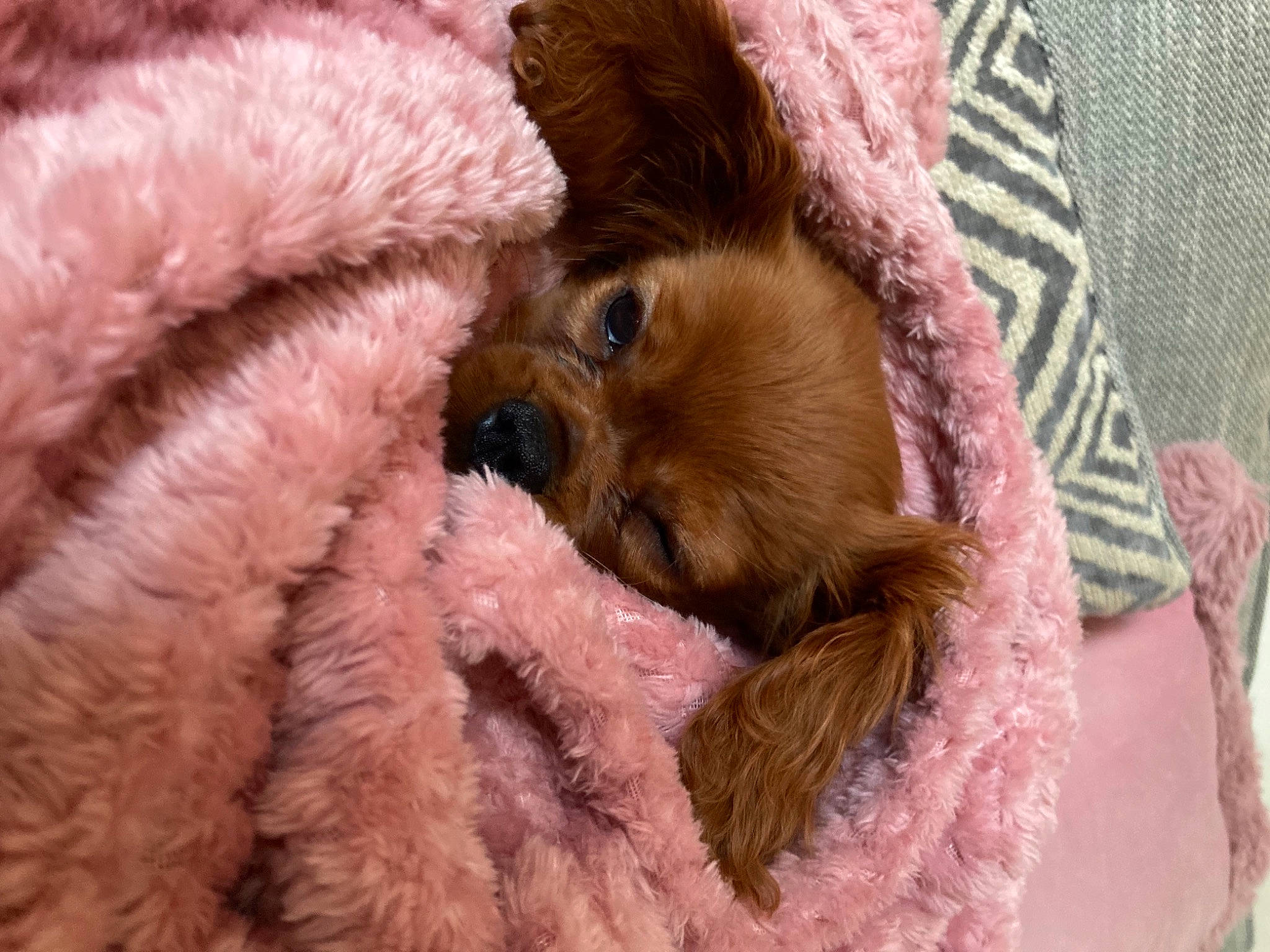 Ginge is registered to the contest to win money with this photo: canidae, carnivore, comfort, companion_dog, dog, dog_breed, ear, fawn, felidae, fur, liver, magenta, pink, small_to_medium_sized_cats, snout, sporting_group, textile, toy_dog, whiskers, working_animal