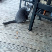 Kiara joined the competition — help win amazing prizes! cat, gray_cat, wooden_deck, chair, furniture, floor, leaf, pet, animal, outdoor, wood, looking, sitting, sideways, domestic_cat, curious, whiskers, tail, four_legged, quiet