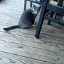 cat, gray_cat, wooden_deck, chair, furniture, floor, leaf, pet, animal, outdoor, wood, looking, sitting, sideways, domestic_cat, curious, whiskers, tail, four_legged, quiet