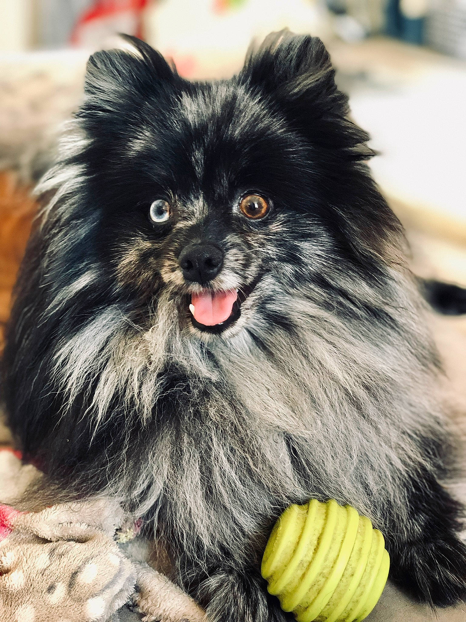 Moko a rejoint le concours — aidez-le/la à gagner de superbes lots ! canidae, carnivore, companion_dog, dog, dog_breed, fur, german_spitz, german_spitz_klein, german_spitz_mittel, mammal, non_sporting_group, pomeranian, puppy, rare_breed_dog, spitz, toy_dog, vertebrate