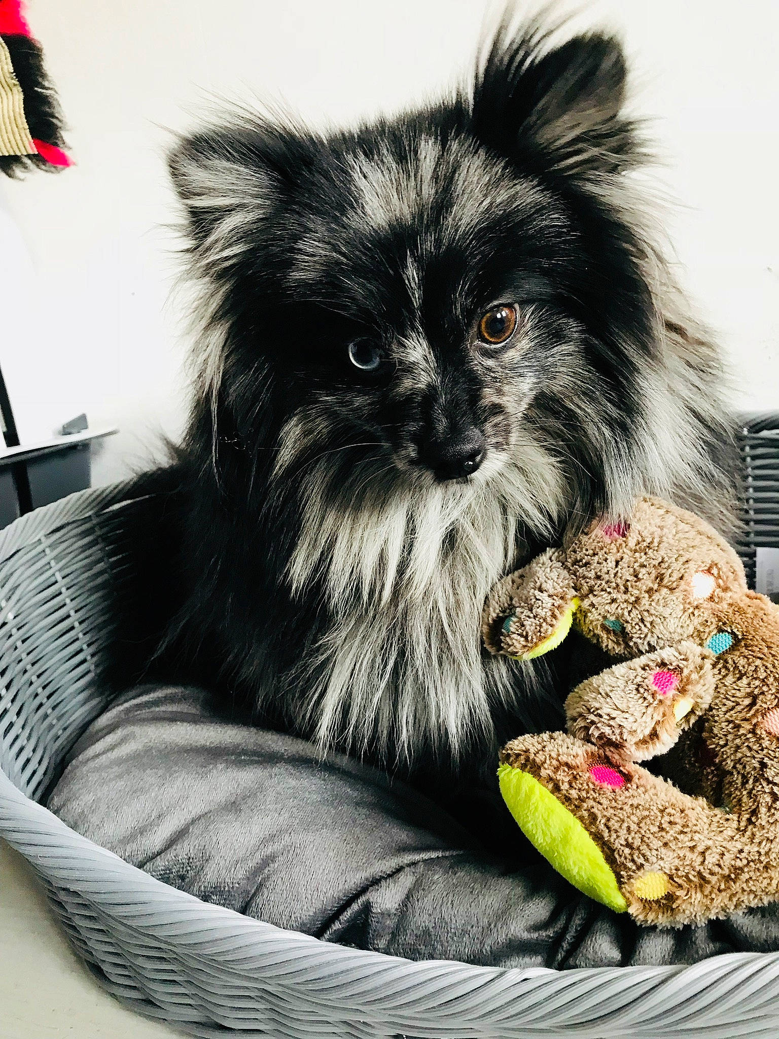 Moko a rejoint le concours — aidez-le/la à gagner de superbes lots ! canidae, carnivore, companion_dog, dog, dog_breed, fur, german_spitz, german_spitz_mittel, mammal, morkie, non_sporting_group, pomeranian, puppy, spitz, toy_dog