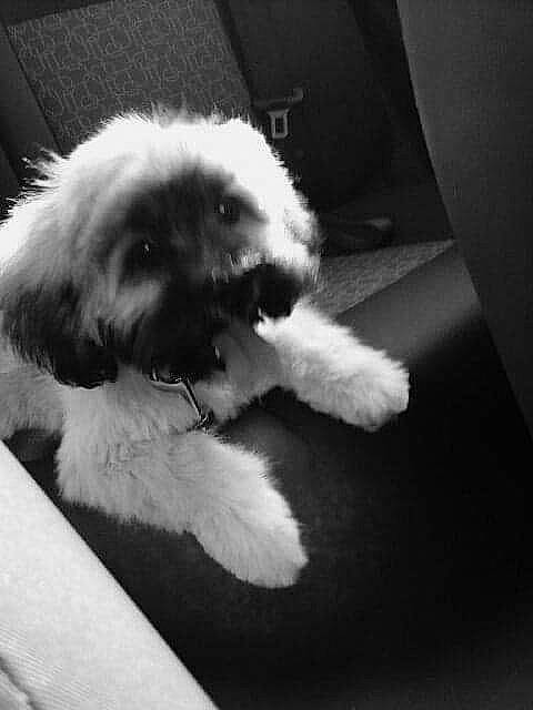 Jeiko participe au concours pour gagner de l'argent avec cette photo : black, black_and_white, canidae, carnivore, cavapoo, cockapoo, companion_dog, dog, dog_breed, lhasa_apso, maltese, mammal, nose, petit_basset_griffon_vendeen, puppy, schnoodle, shih_tzu, skin, snout, sporting_group