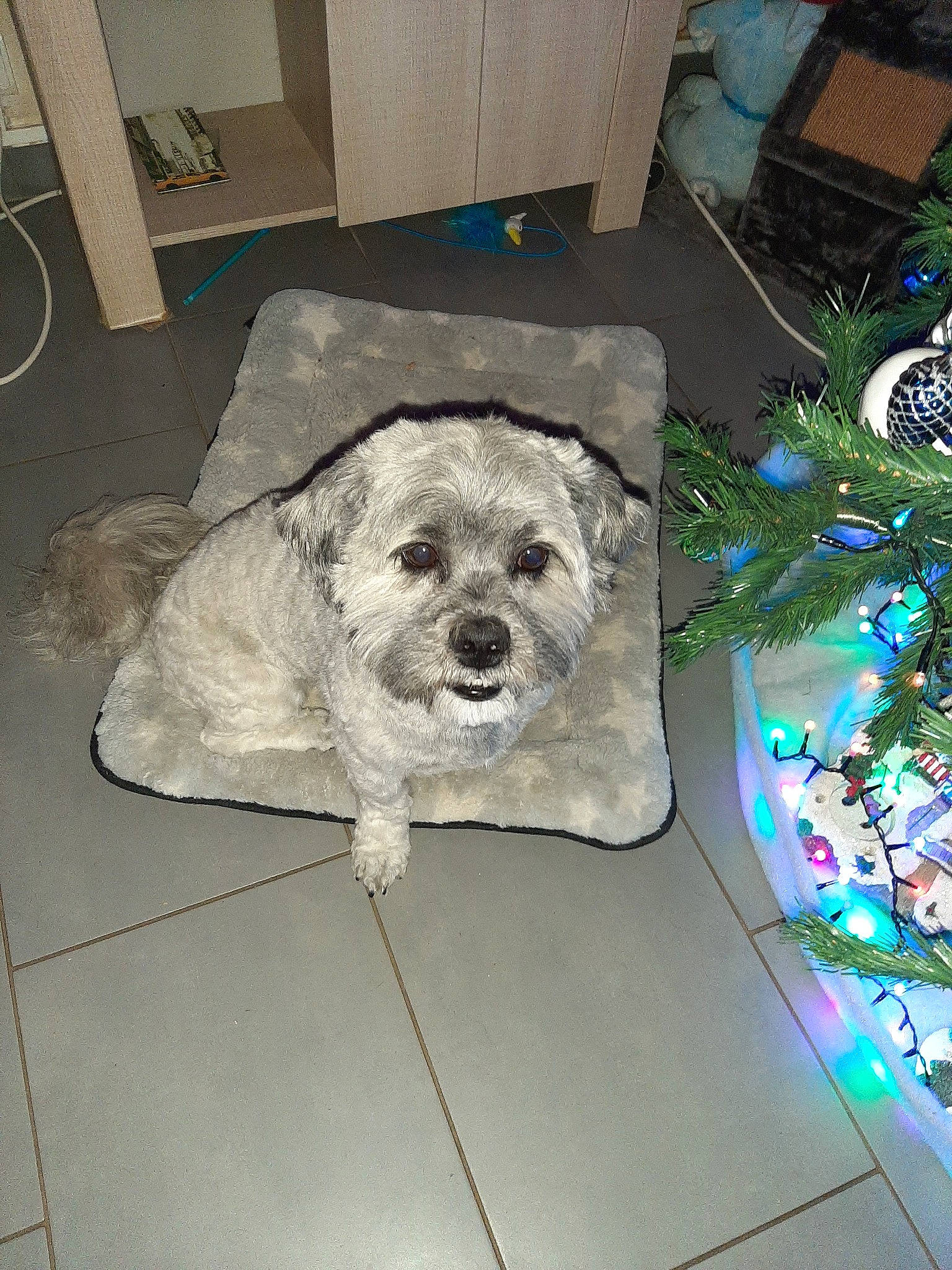 Jeiko a rejoint le concours — aidez-le/la à gagner de superbes lots ! canidae, carnivore, catalan_sheepdog, companion_dog, dog, dog_breed, dutch_smoushond, glen_of_imaal_terrier, irish_soft_coated_wheaten_terrier, mammal, morkie, poodle_crossbreed, rare_breed_dog, schnauzer, schnoodle, small_terrier, sporting_group, sporting_lucas_terrier, terrier, vertebrate