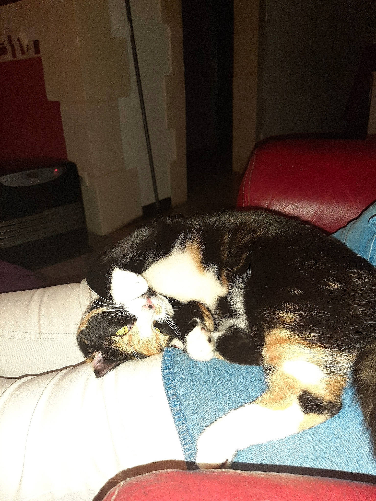 Nala a rejoint le concours — aidez-le/la à gagner de superbes lots ! canidae, carnivore, cat, comfort, couch, european_shorthair, felidae, fur, kitten, lap, mammal, nap, room, sleep, small_to_medium_sized_cats, tail, whiskers