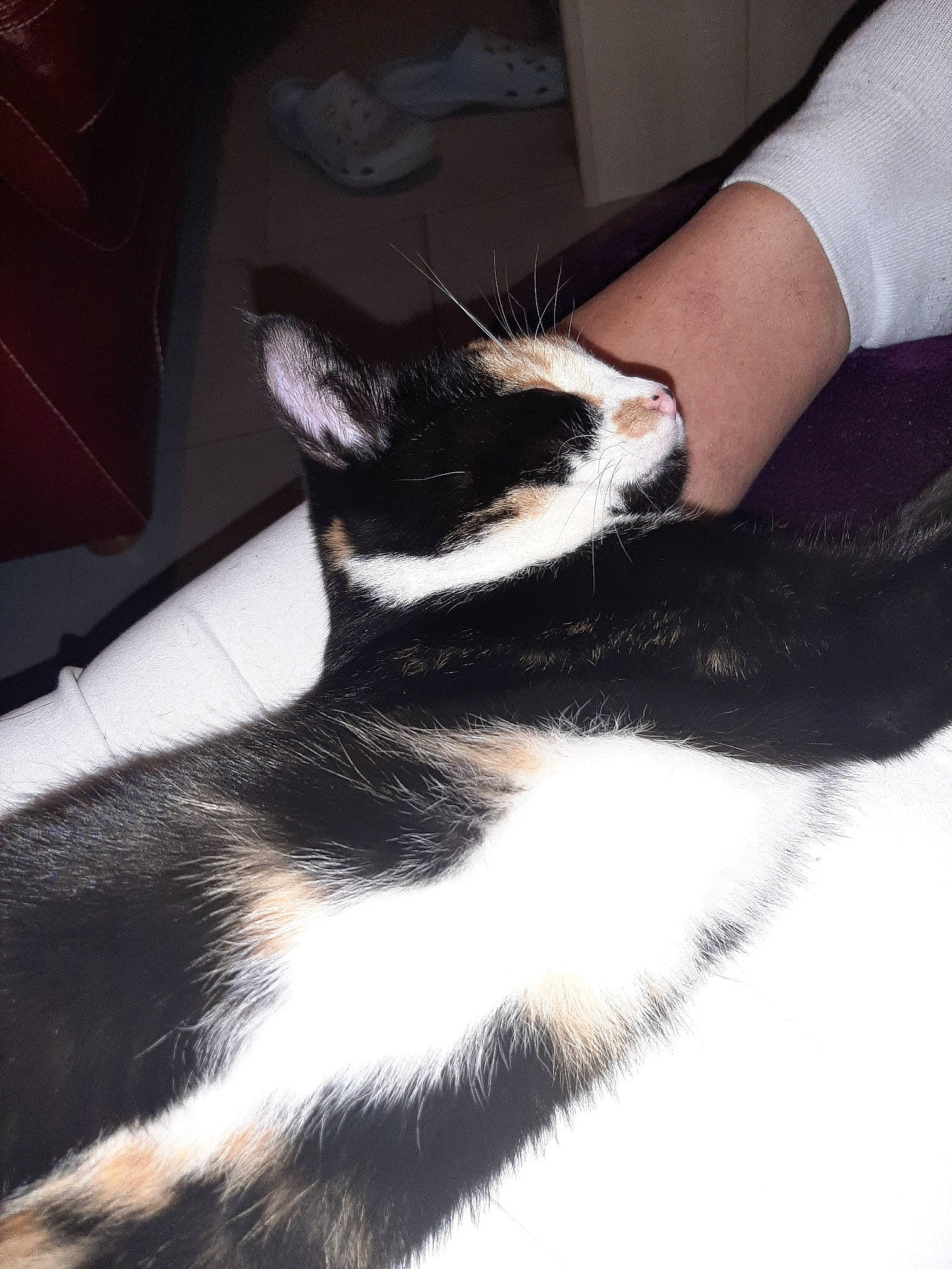 Nala participe au concours pour gagner de l'argent avec cette photo : black, black_and_white, carnivore, cat, ear, felidae, fur, hand, kitten, leg, neck, skin, small_to_medium_sized_cats, tail, whiskers, white