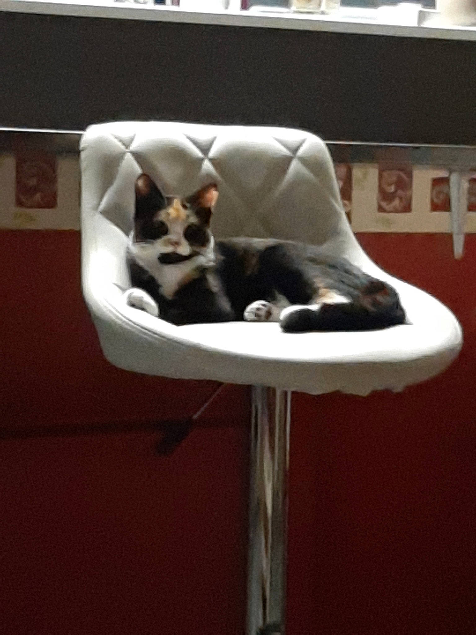 Nala a rejoint le concours — aidez-le/la à gagner de superbes lots ! carnivore, cat, chair, devon_rex, felidae, furniture, kitten, small_to_medium_sized_cats, table, tail, whiskers
