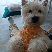 Eliott participe au concours pour gagner de l'argent avec cette photo : dog, white_dog, pet, indoor, sweater, clothing, floor, furniture, chair, pillow, person, sock, legs, curious, cute, fluffy, home, cozy, living_room, animal