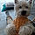 Eliott
