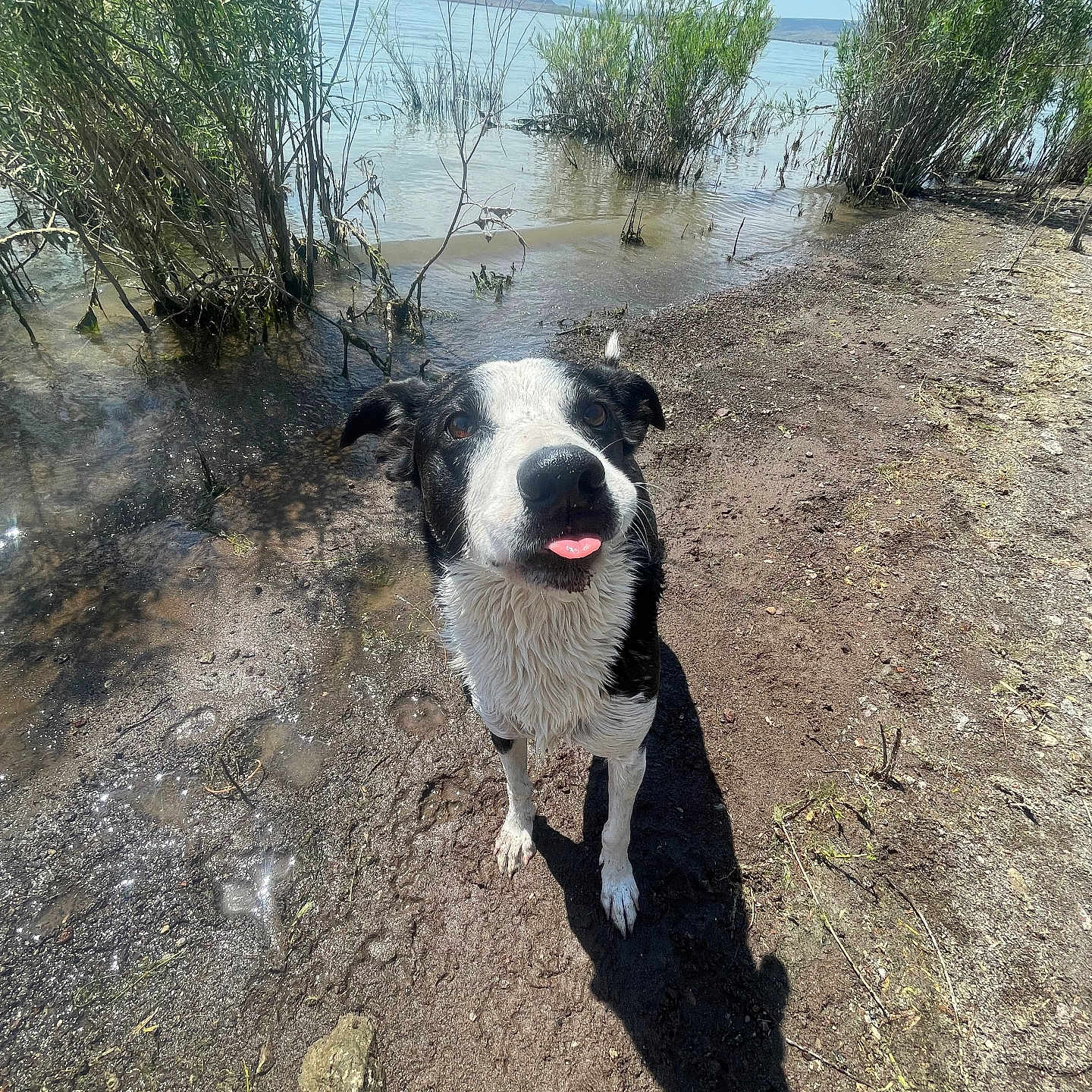 Oliver joined the competition — help win amazing prizes! animal, beach, canine, coast, dog, grass, herbal, land, nature, outdoors, pet, plant, puppy, rock, sea, shoreline, soil, summer, vegetation, water
