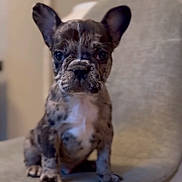 Kevin joined the competition — help win amazing prizes! adorable, animal, brindle, canine, chair, cute, dog, domestic_animal, ears, face, french_bulldog, fur, indoor, looking, pet, portrait, puppy, sitting, small, young