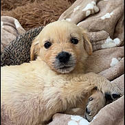 Rio participe au concours pour gagner de l'argent avec cette photo : puppy, dog, golden_retriever, cuddling, sleeping, fluffy, fur, animal, pet, canine, cute, portrait, indoors, blanket, cozy, brown, cream, lying_down, close_up, adorable