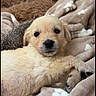 puppy, dog, golden_retriever, cuddling, sleeping, fluffy, fur, animal, pet, canine, cute, portrait, indoors, blanket, cozy, brown, cream, lying_down, close_up, adorable