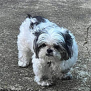 Sunshine is registered to the contest to win money with this photo: dog, pet, fluffy, white, black, small_dog, outdoor, concrete, curious, standing, fur, animal, canine, mischievous, scruffy, texture, closeup, companion, cute, portrait