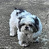 animal, black, canine, closeup, companion, concrete, curious, cute, dog, fluffy, fur, mischievous, outdoor, pet, portrait, scruffy, small_dog, standing, texture, white