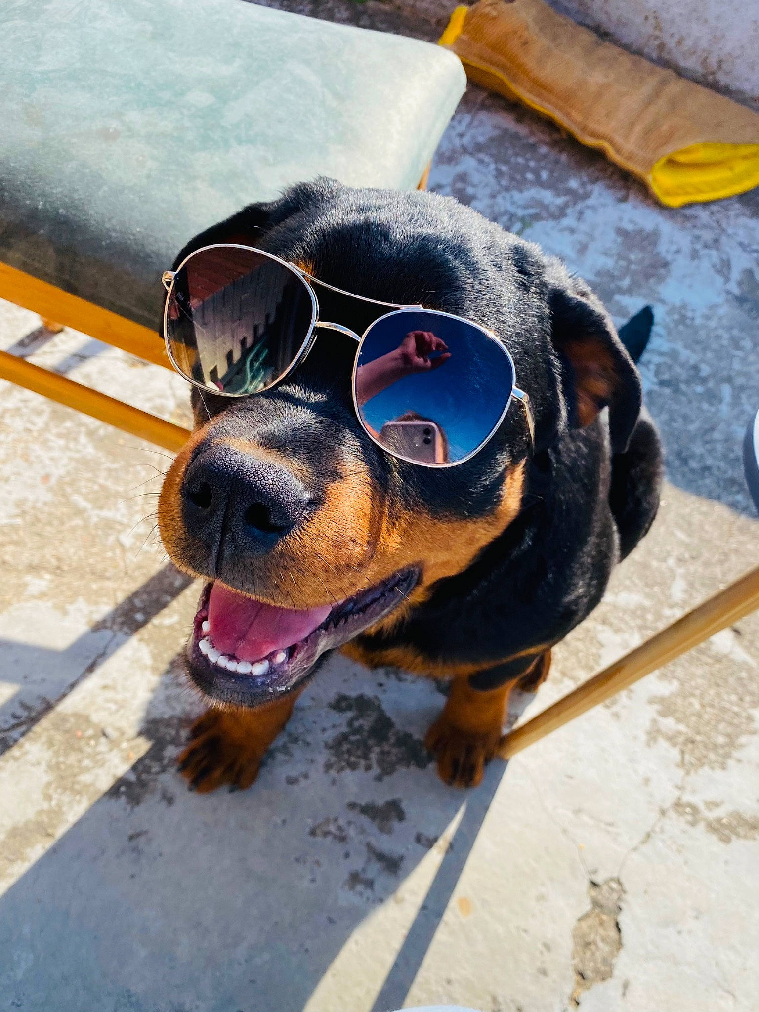 Paco a rejoint le concours — aidez-le/la à gagner de superbes lots ! canidae, carnivore, collar, companion_dog, dog, dog_breed, dog_collar, dog_supply, electric_blue, eyewear, fawn, goggles, leash, personal_protective_equipment, pet_supply, snout, sporting_group, sunglasses, whiskers, working_animal