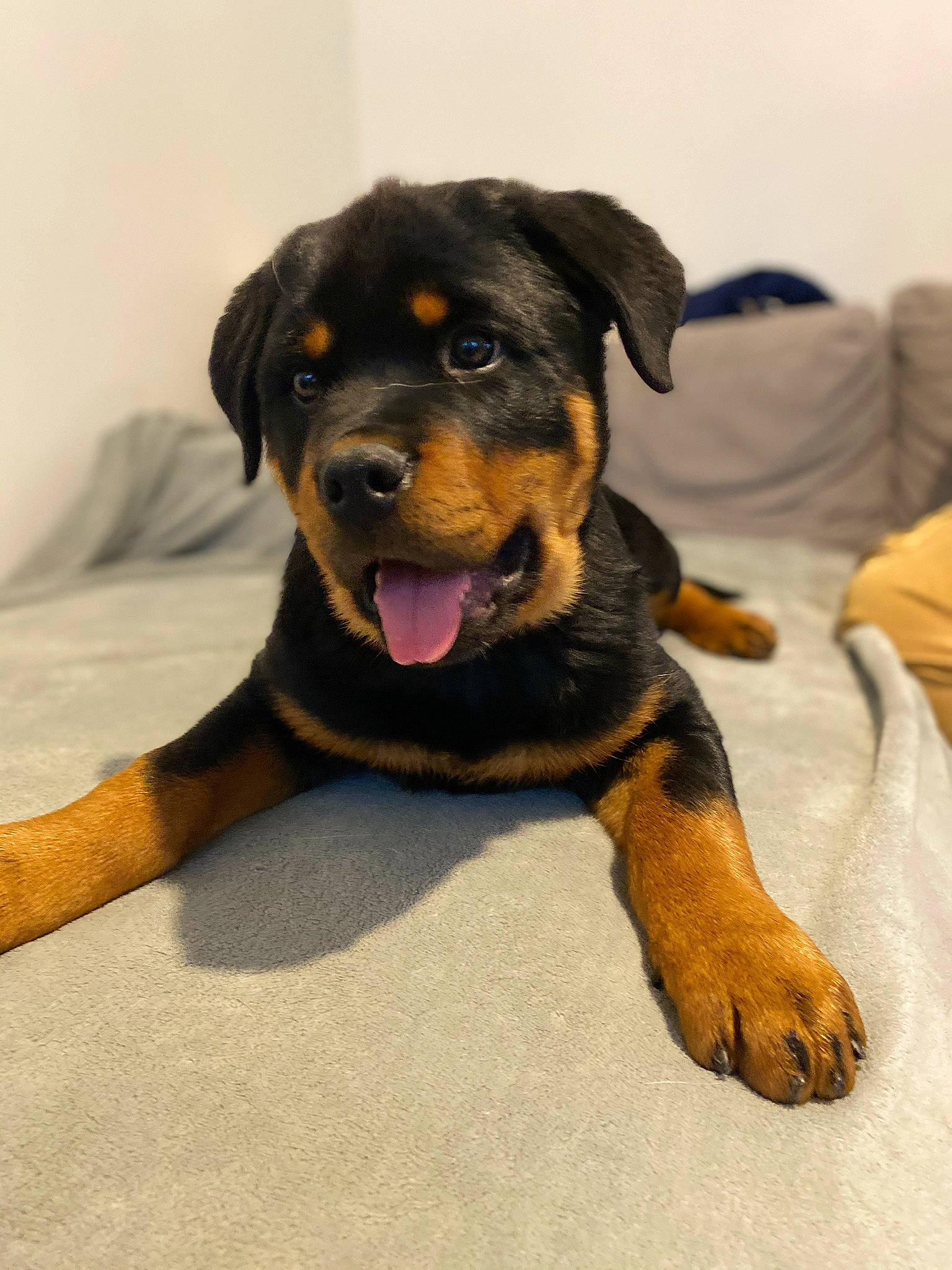 Paco participe au concours pour gagner de l'argent avec cette photo : austrian_black_and_tan_hound, beaglier, canidae, carnivore, comfort, companion_dog, dog, dog_breed, fawn, fur, gesture, guard_dog, hunting_dog, paw, rottweiler, snout, sporting_group, terrestrial_animal, working_animal, working_dog