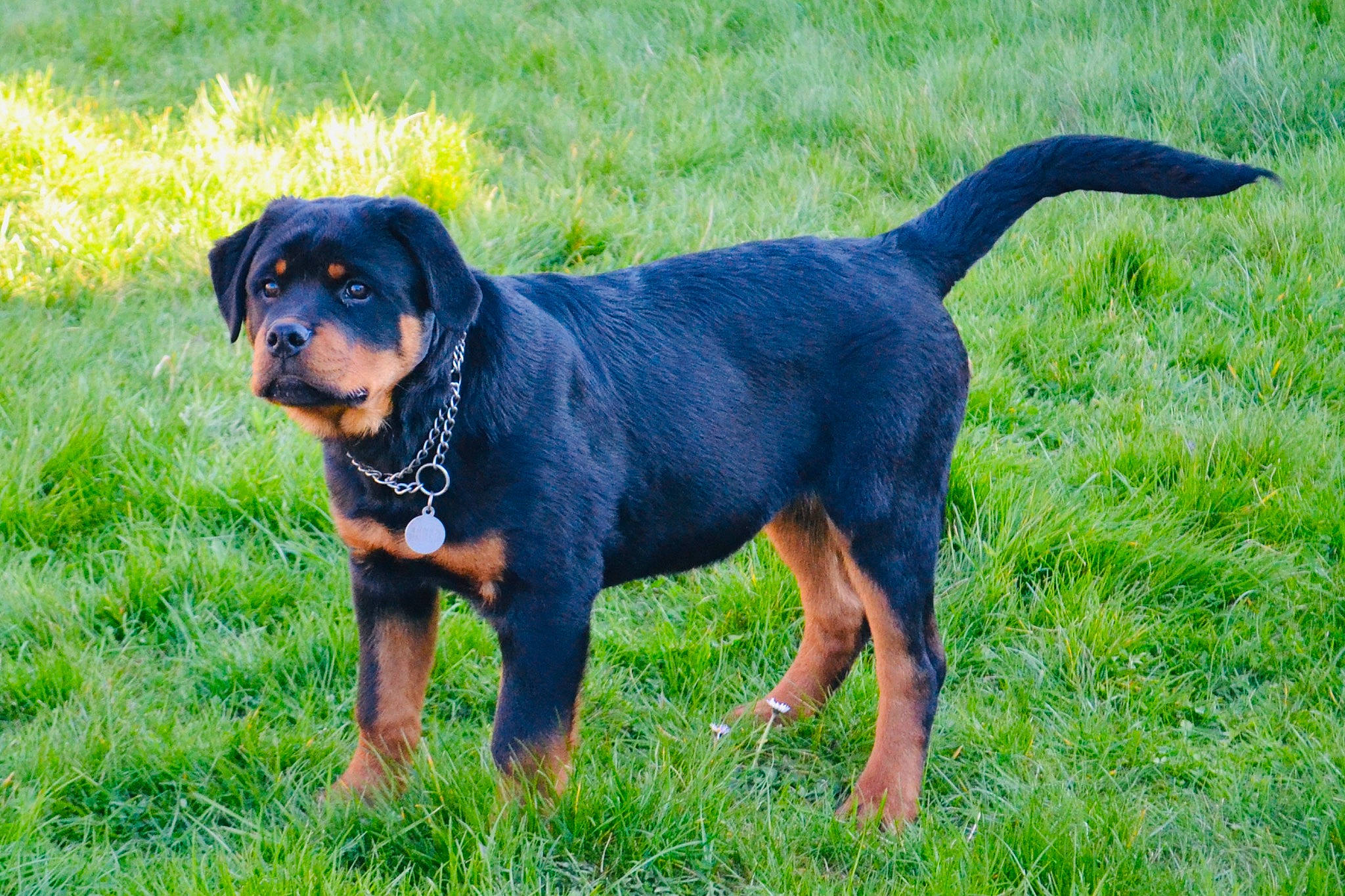 Paco a rejoint le concours — aidez-le/la à gagner de superbes lots ! canidae, carnivore, collar, companion_dog, dog, dog_breed, electric_blue, grass, grassland, hound, hunting_dog, lithuanian_hound, rottweiler, sporting_group, tail, terrestrial_animal, working_animal, working_dog